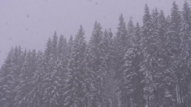 Winter Snowfall in the Mountain Pine Forest with Snowy Christmas Trees. Slow Motion.