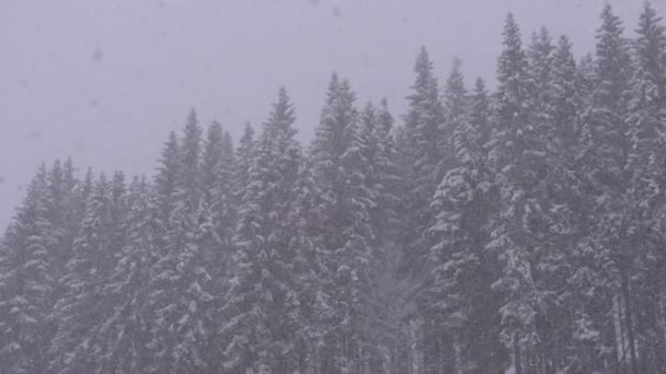 Winter Snowfall in the Mountain Pine Forest with Snowy Christmas Trees. Slow Motion. — Stok video