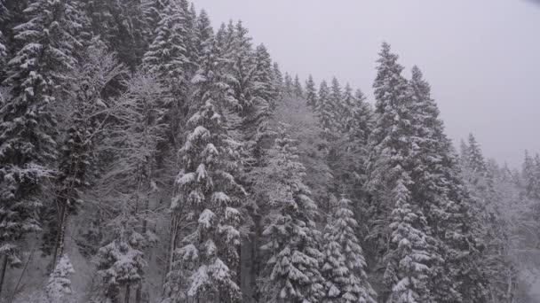 Winter Snowfall in the Mountain Pine Forest with Snowy Christmas Trees. Slow Motion. — Stockvideo