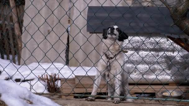 Guarda cão em uma corrente por trás da cerca no quintal ladra em pessoas no inverno . — Vídeo de Stock