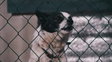 Guard Dog on a Chain Behind the Fence on the Backyard Barks at People in Winter.