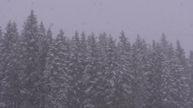 Winter Snowfall in the Mountain Pine Forest with Snowy Christmas Trees. Slow Motion.