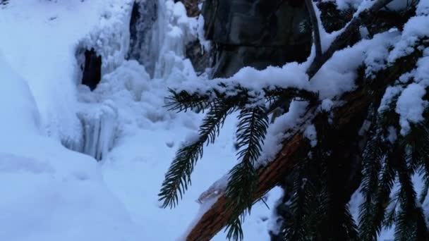 Paisagem de Inverno na Floresta. Ramo do abeto na neve do fundo da cachoeira congelada . — Vídeo de Stock