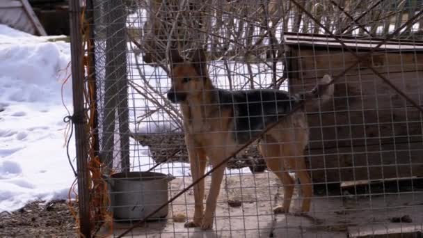 Ο σκύλος φρουρός σε κλουβί στην αυλή γαβγίζει το χειμώνα.. — Αρχείο Βίντεο