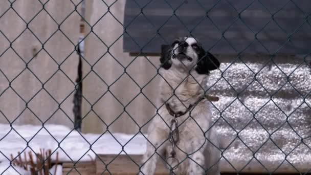 Perro guardián en una cadena detrás de la valla en el patio trasero ladra a la gente en invierno . — Vídeo de stock
