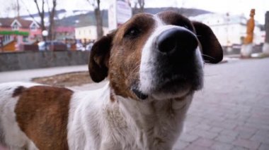 Muzzle of a Sad Stray Dog with Sad Eyes Outdoors in a City Park. Slow Motion