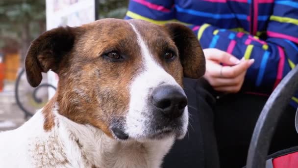 Girl Stroking a Homeless Dog near a Bench in the City Park. Sad Dog Muzzle — Stockvideo