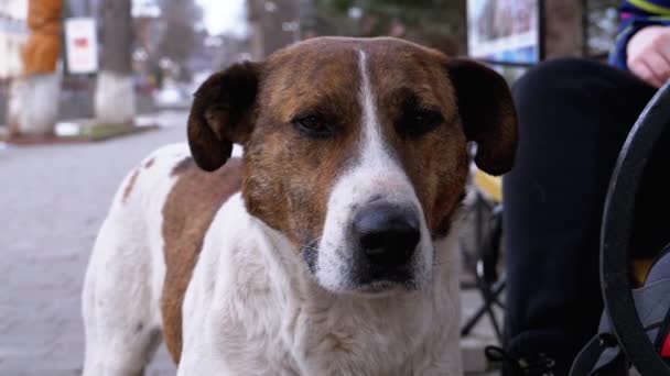 Muzzle of a Sad Stray Dog with Sad Eyes Outdoors in a City Park. Slow Motion — Stock Video