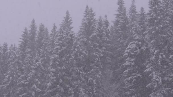 Inverno Snowfall na floresta de pinheiro de montanha com árvores de Natal nevadas. Movimento lento . — Vídeo de Stock