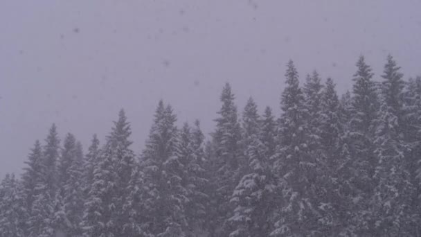 Nevadas de invierno en el bosque de pinos de montaña con árboles de Navidad nevados. Moción lenta . — Vídeos de Stock