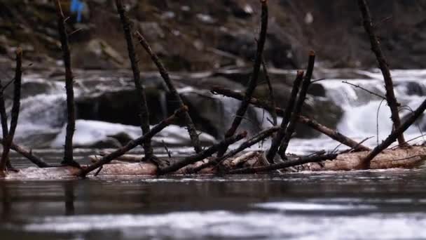 गिरने वाले पेड़ या रैपिड और पत्थरों के साथ माउंटेन नदी पर लॉग फ्लोट। बाढ़ आना। धीमी गति — स्टॉक वीडियो