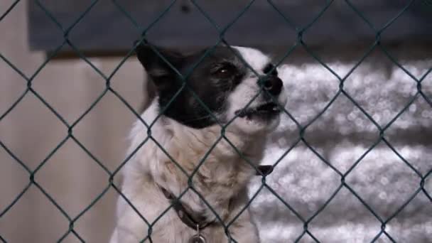 Perro guardián en una cadena detrás de la valla en el patio trasero ladra a la gente en invierno . — Vídeos de Stock