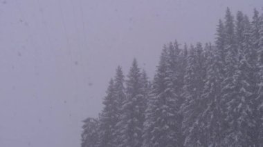Winter Snowfall in the Mountain Pine Forest with Snowy Christmas Trees. Slow Motion.