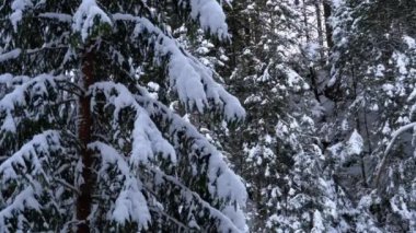 Landscape of Pine or Spruce Mountain Forest in Winter with Snow-covered Branches