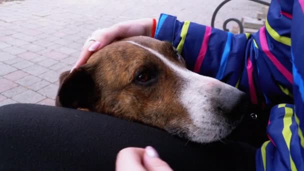 Chica acariciando a un perro sin hogar cerca de un banco en el parque de la ciudad. Triste hocico de perro — Vídeos de Stock