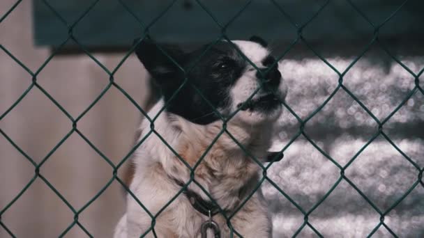 Cane da guardia su una catena dietro la recinzione sulle cortecce cortile a persone in inverno . — Video Stock