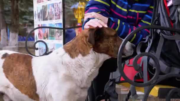 Ragazza che accarezza il cane randagio vicino a una panchina nel parco cittadino. Muso di cane triste — Video Stock