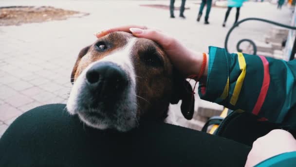 Girl Stroking a Homeless Dog near a Bench in the City Park. Sad Dog Muzzle. Slow Motion. — ストック動画