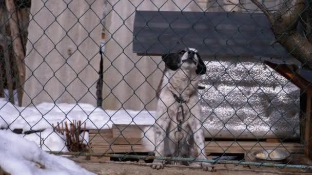 Guarda cão em uma corrente por trás da cerca no quintal ladra em pessoas no inverno . — Vídeo de Stock