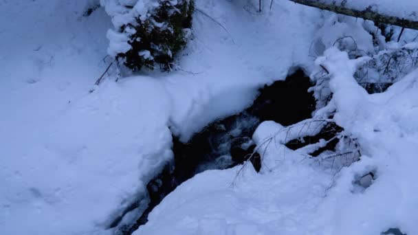 Mountain Stream in Winter Forest. Mountain River Flowing under Ice and Snow in Winter Landscape — Stockvideo