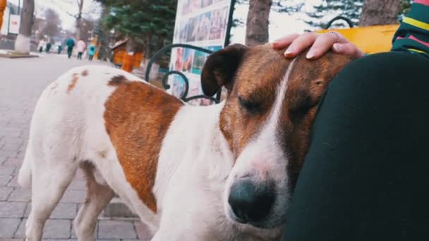 Girl Stroking Stray Dog near a Bench in the City Park. Sad Dog Muzzle — Stockvideo