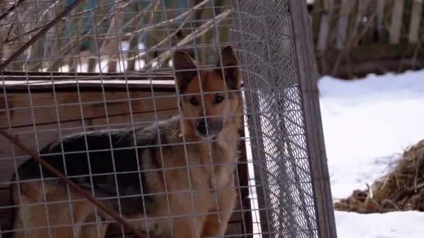 Cão de guarda em uma gaiola no quintal ladra no inverno . — Vídeo de Stock