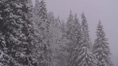 Winter Snowfall in the Mountain Pine Forest with Snowy Christmas Trees. Slow Motion.