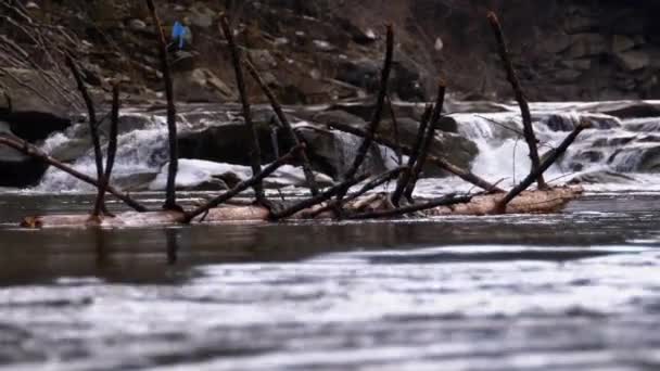Árbol caído o tronco flota en el río de la montaña con rápidos y piedras. Inundación. Moción lenta — Vídeo de stock