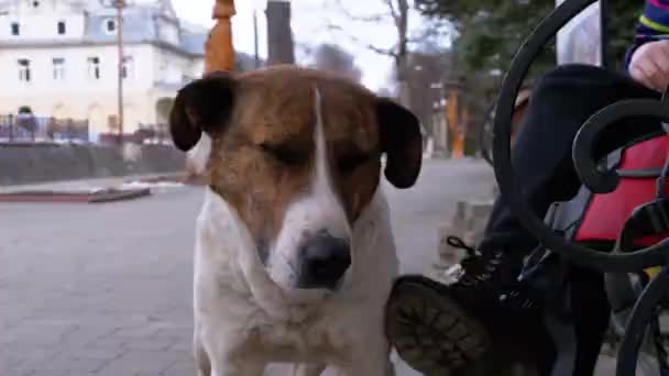 Girl Stroking a Homeless Dog near a Bench in the City Park. Sad Dog Muzzle — Αρχείο Βίντεο