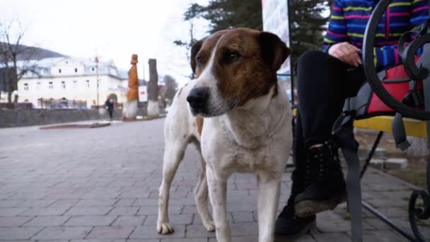 Muzzle of a Sad Stray Dog with Sad Eyes Outdoors in a City Park. Movimento lento — Vídeo de Stock
