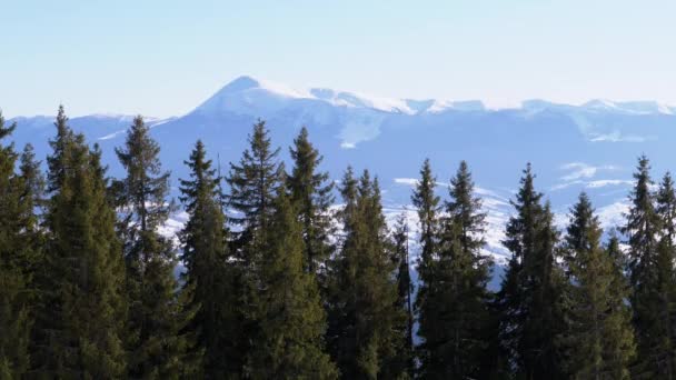 Hoverla Montaña de Nieve a través del Bosque de Coníferas en las Montañas — Vídeo de stock