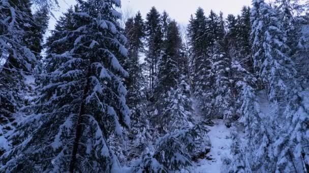 冬の松林または針葉樹林の風景雪に覆われた枝. — ストック動画
