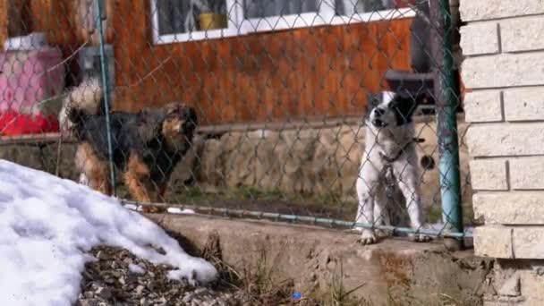 Two Angry Little Guard Dogs on a Chain Behind the Fence on the Backyard Barks at People in Winter — Stockvideo