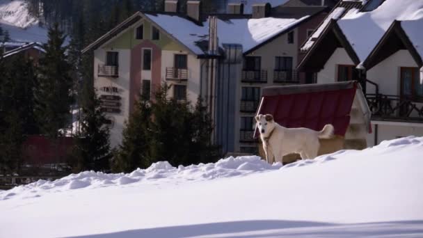 Cane in inverno vicino a uno stand e uno in legno su un pendio innevato nel villaggio ucraino — Video Stock