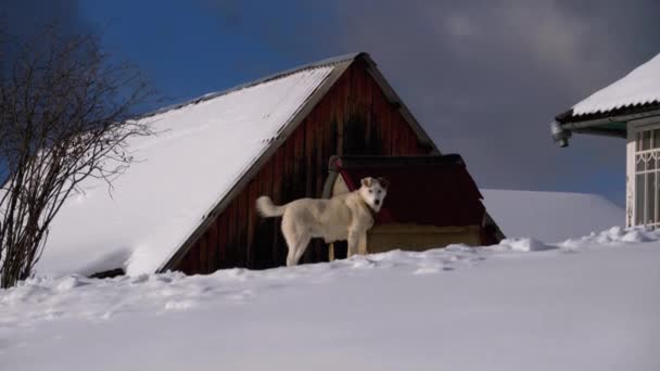 Собака в зимі біля будки і дерев'яний на сніговому схилі в українському селі — стокове відео