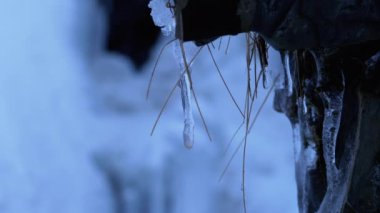 Icicles Melt in the Winter Fir Forest. Snow Covered Mountain Landscape with Waterfall.