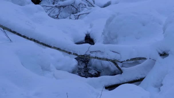 Ruscello di montagna nella foresta invernale. Fiume di montagna che scorre sotto ghiaccio e neve nel paesaggio invernale — Video Stock