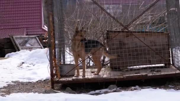 Cane da guardia in una gabbia nelle cortecce del cortile in inverno . — Video Stock