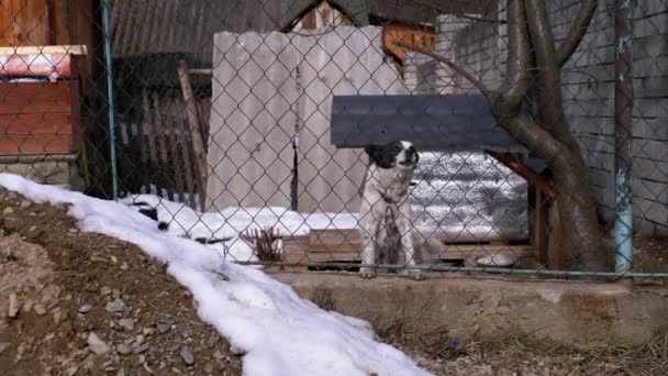 Perro guardián en una cadena detrás de la valla en el patio trasero ladra a la gente en invierno . — Vídeos de Stock