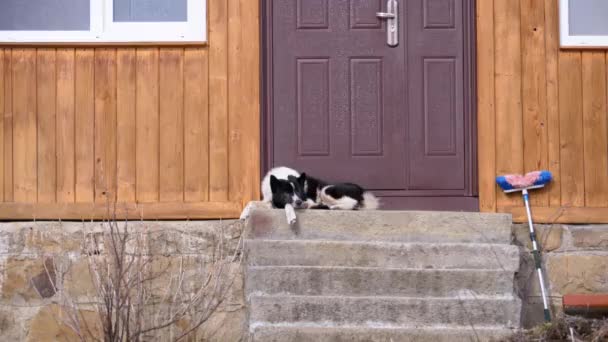 Pies leży przy progu frontowych drzwi domu na ulicy — Wideo stockowe