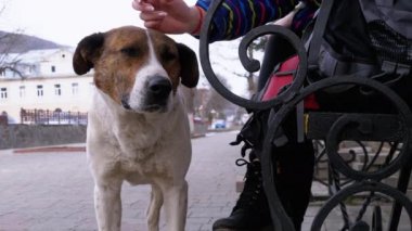 Girl Stroking a Homeless Dog near a Bench in the City Park. Sad Dog Muzzle