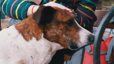 Girl Stroking a Homeless Dog near a Bench in the City Park. Sad Dog Muzzle