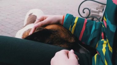 Girl Stroking Stray Dog near a Bench in the City Park. Sad Dog Muzzle
