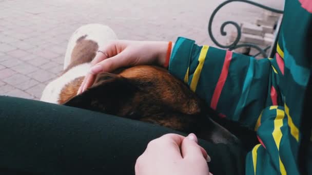 Girl Stroking Stray Dog near a Bench in the City Park. Sad Dog Muzzle — Wideo stockowe