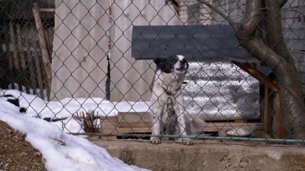 Guard Dog on a Chain Behind the Fence on the Backyard Barks at People in Winter. — Stock video