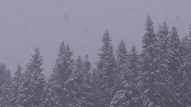 Inverno Snowfall na floresta de pinheiro de montanha com árvores de Natal nevadas. Movimento lento . — Vídeo de Stock