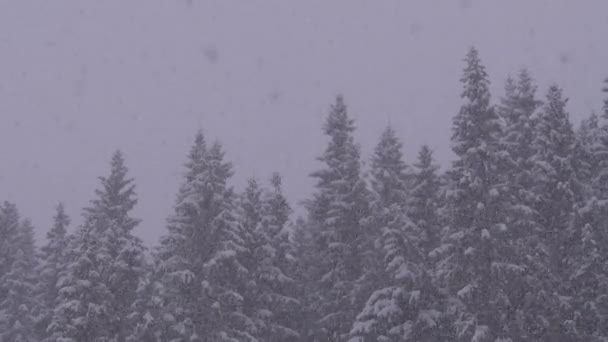 Nevadas de invierno en el bosque de pinos de montaña con árboles de Navidad nevados. Moción lenta . — Vídeos de Stock