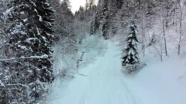 雪の山の木々の上近くの冬の針葉樹のカルパチアの森を飛ぶ — ストック動画