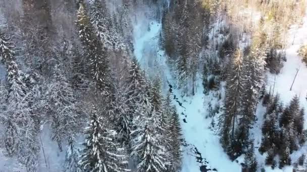 Luftaufnahme des Winter-Nadelwaldes in den Karpaten in der Nähe der Baumkronen in den verschneiten Bergen. — Stockvideo