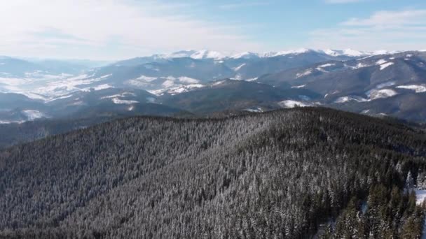 Летающий над ландшафтом Снежный еловый лес на вершине Снежных Карпат — стоковое видео